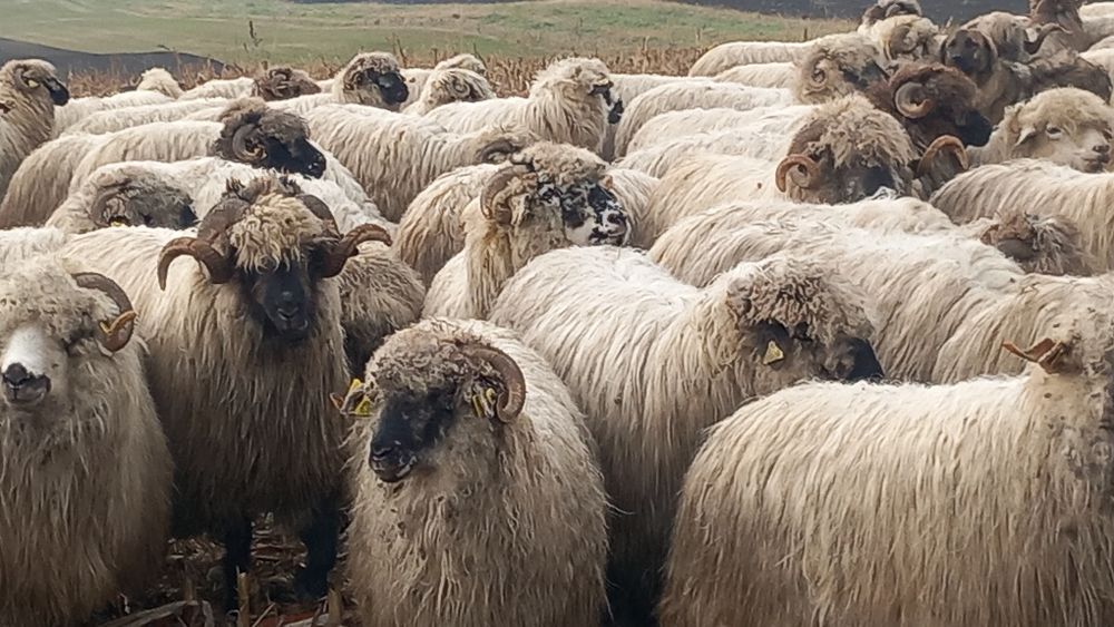 Oi bucalai de vânzare pentru detalii la tel