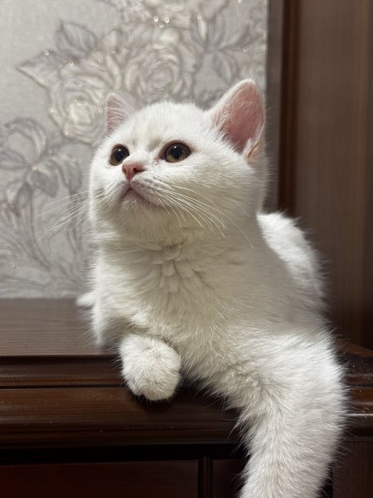 Британский котенок