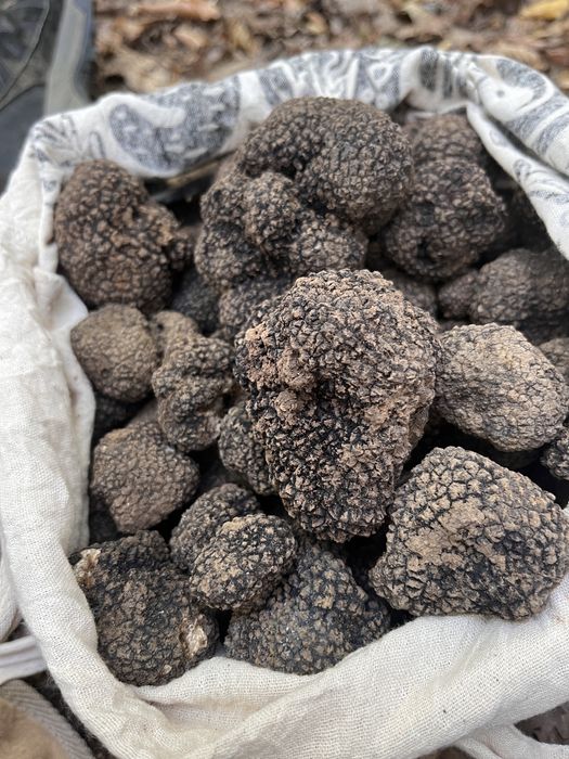Trufe negre de iarnă