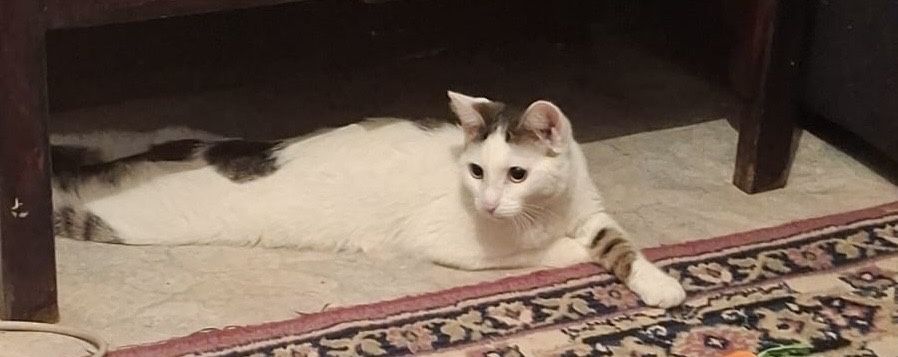 кошечка………………………