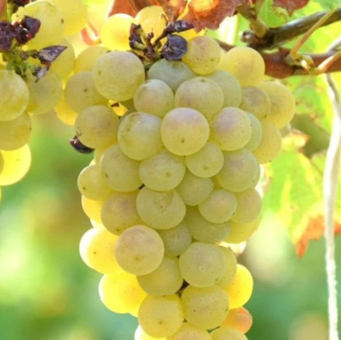 Vând structuri de vin