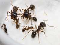 Messor muticus муравьи Жнецы ( муравьиная ферма )