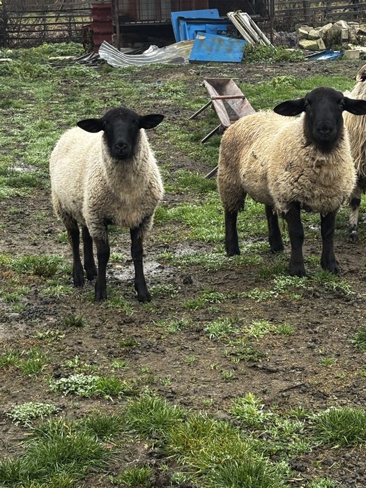 Vand berbec si noatina sulffok