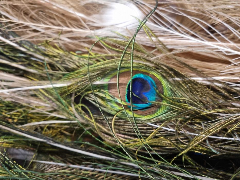 Pene pauni diferite culori