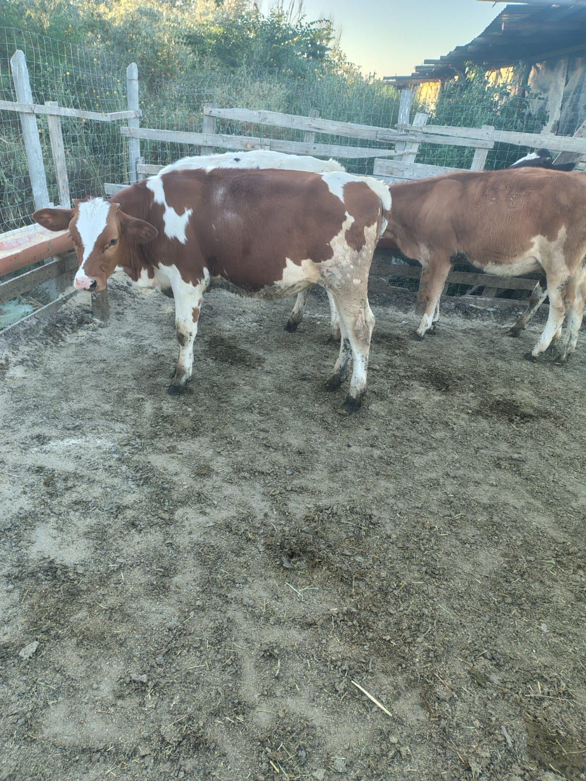 Vând 4 Vițele la 5 luni buc. Preț 30 milioane una cu alta fix