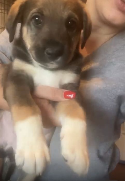 Щенок девочка 1,5 мес