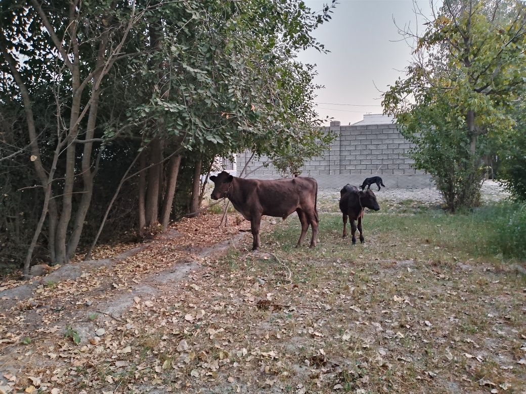 Buqa sotiladi shvet