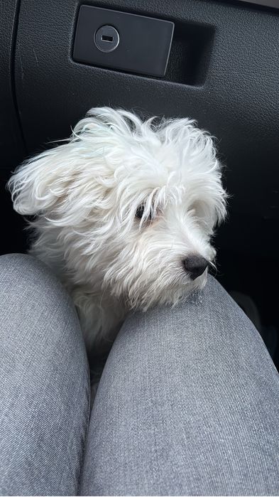 Mascul Bichon Maltez