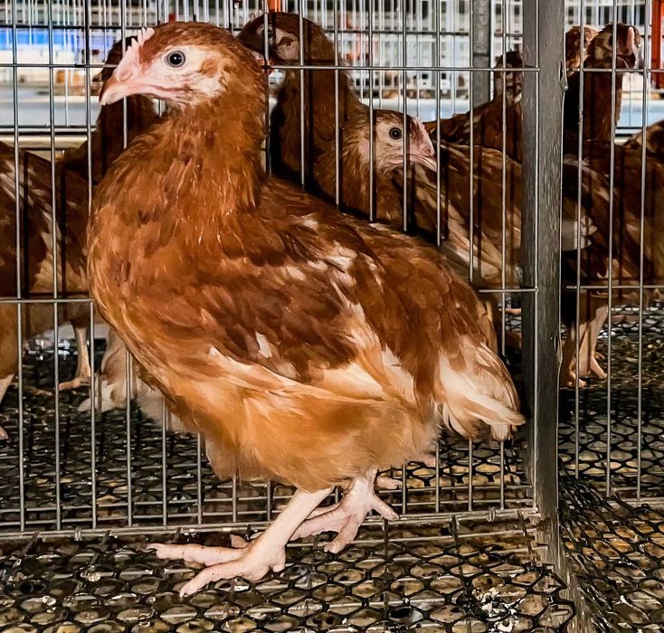 Comandă acum - Puicuţe ouătoare – Lot Limitat