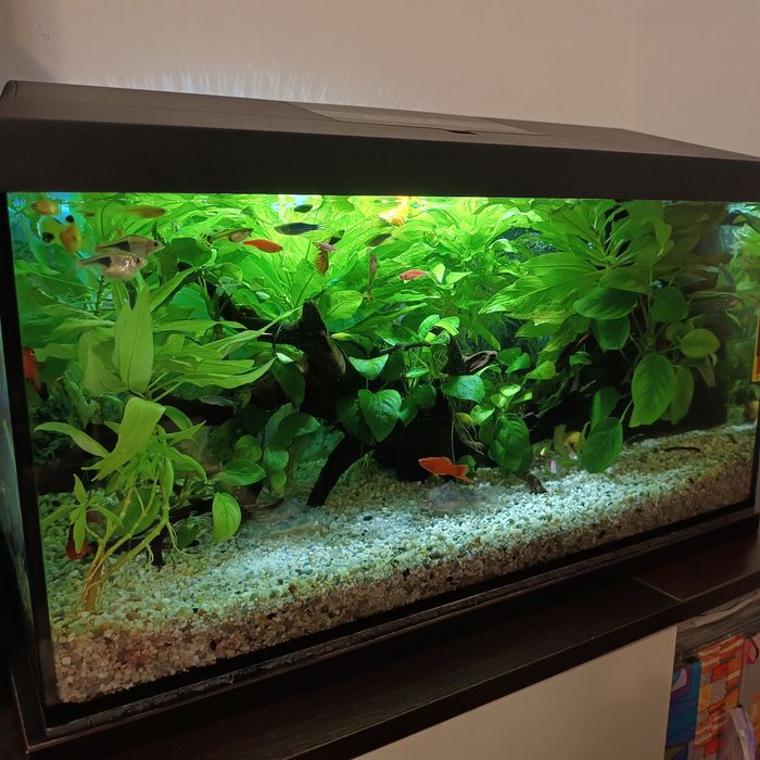 Acvariu complet echipat