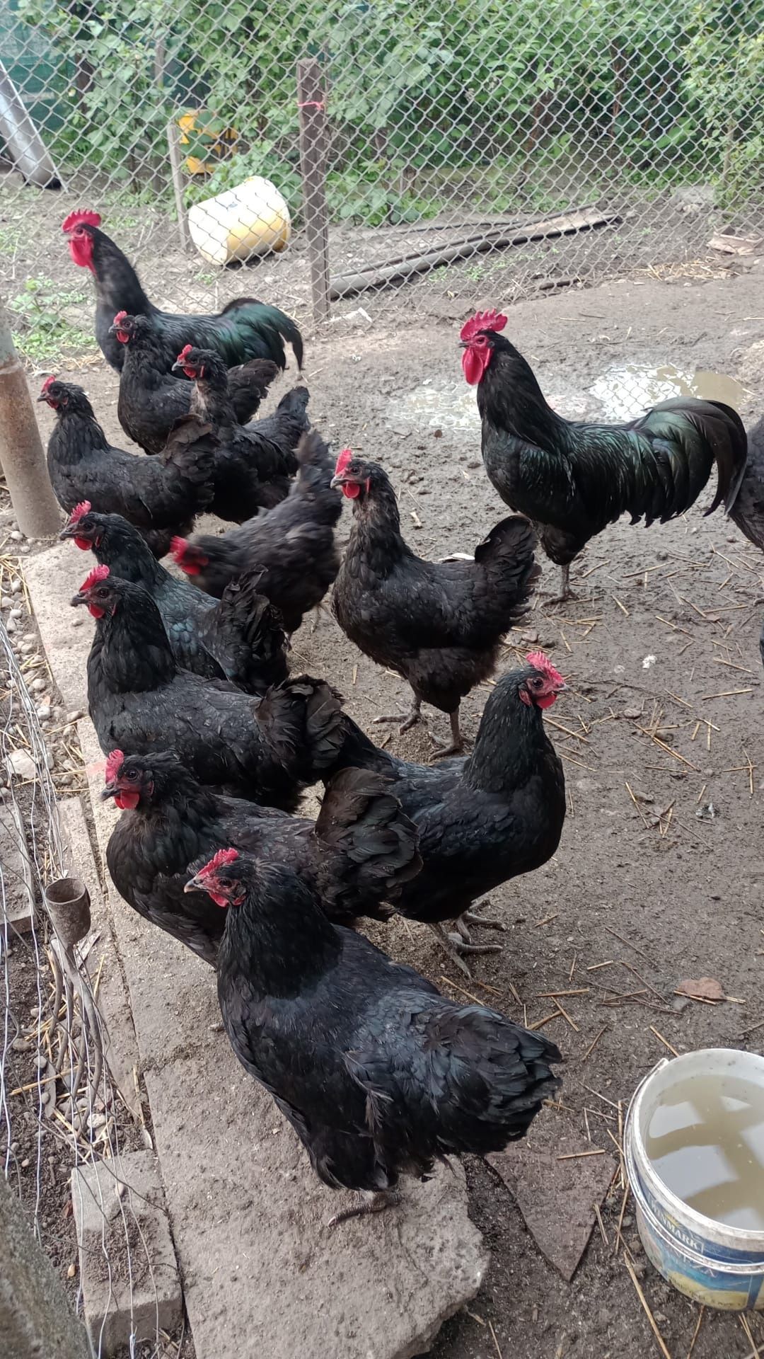 Pui Australorp negru , albastru si splash si wiandotte argintiu