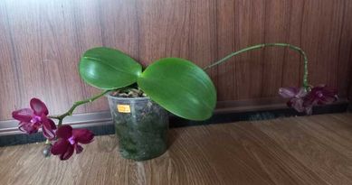 Орхидеи фаленопсис Sogo relex, Монако