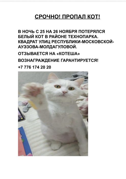 Пропал кот белый пушистый
