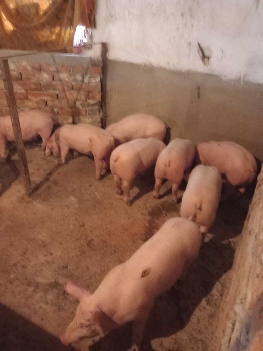Продавам прасета