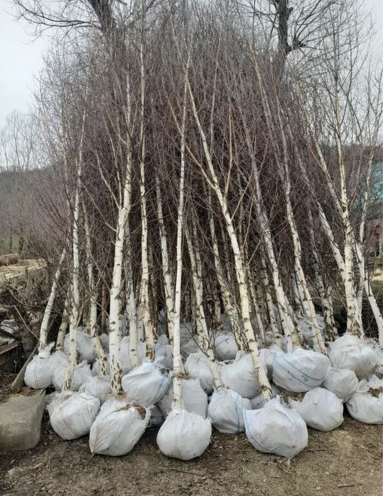 Mesteacan,tei,platan,stejar la cele mai bune preturi+transport gratuit