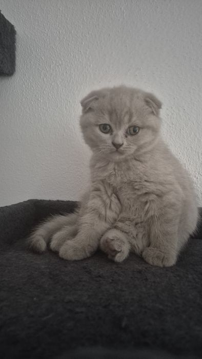 Motanel  british/ scotish