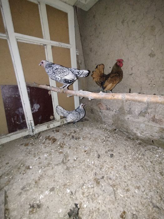 Продам  кур сибрайтов 3+1