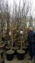 Vindem din pepiniera noastră magnolie palmieri și diferite forme