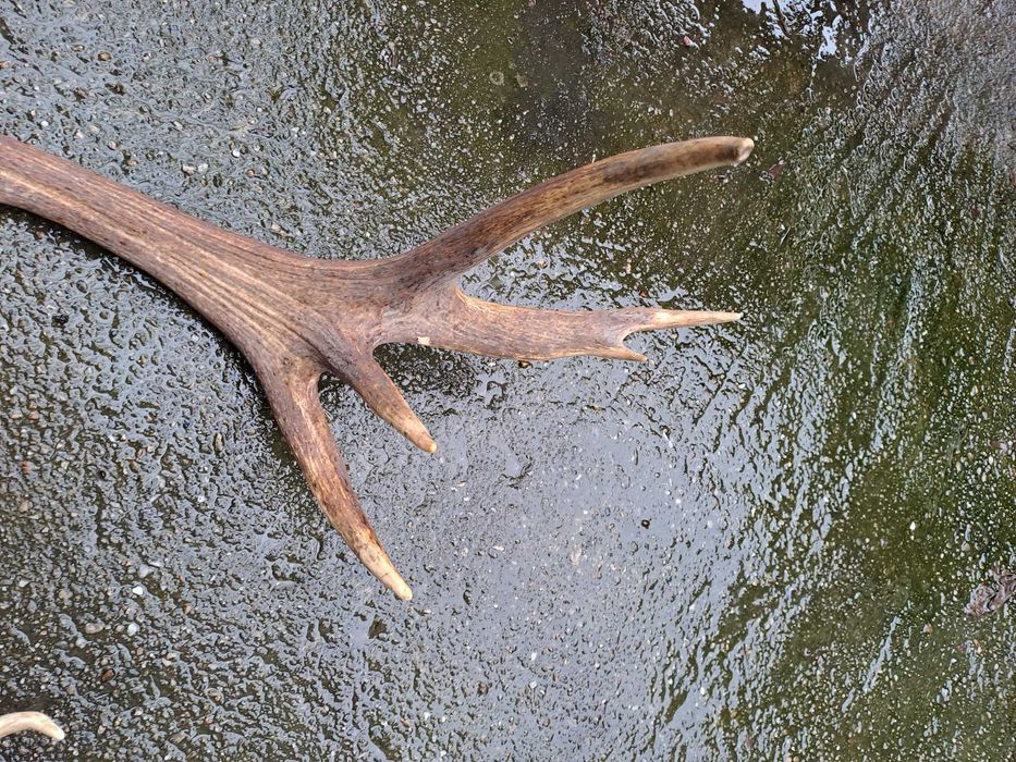 coarne cerb 95 - 100 cm