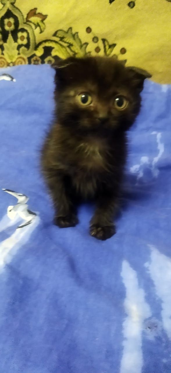 Отдать котёнка, девочка!
