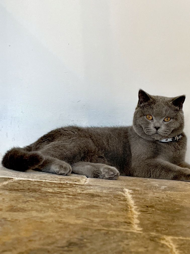 Motan British Shorthair Blue