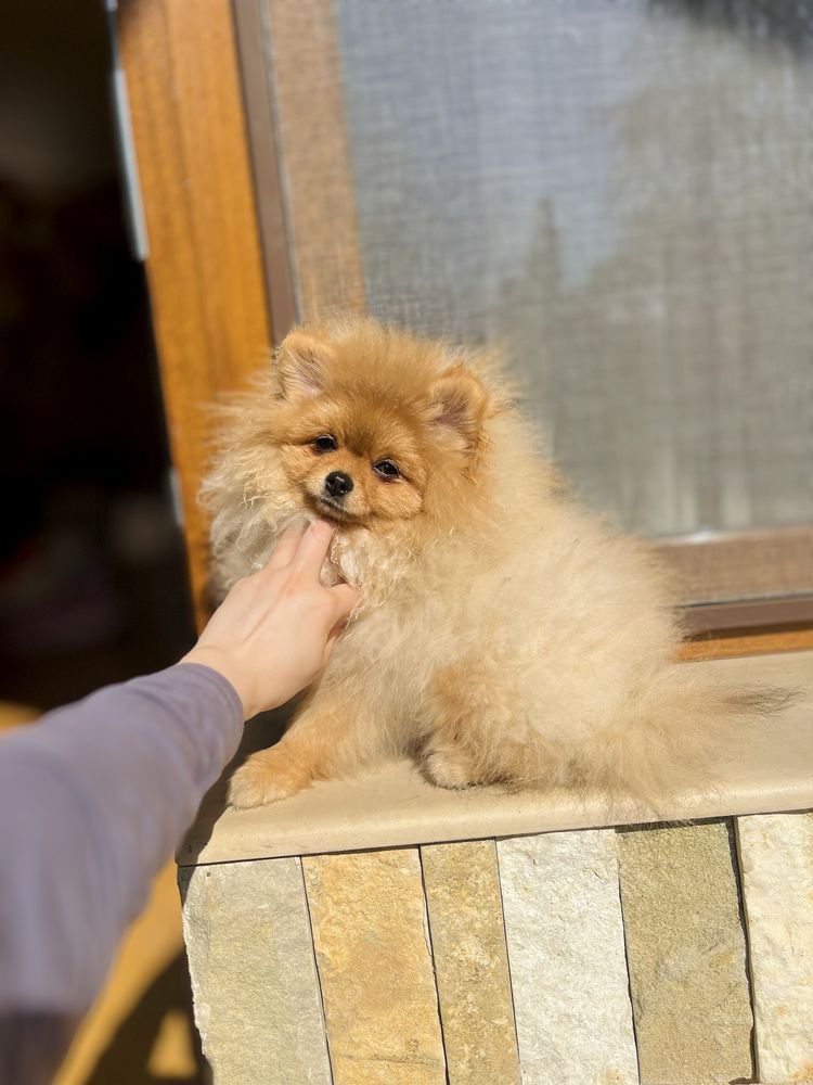 Mascul Pomeranian pedigree FCI