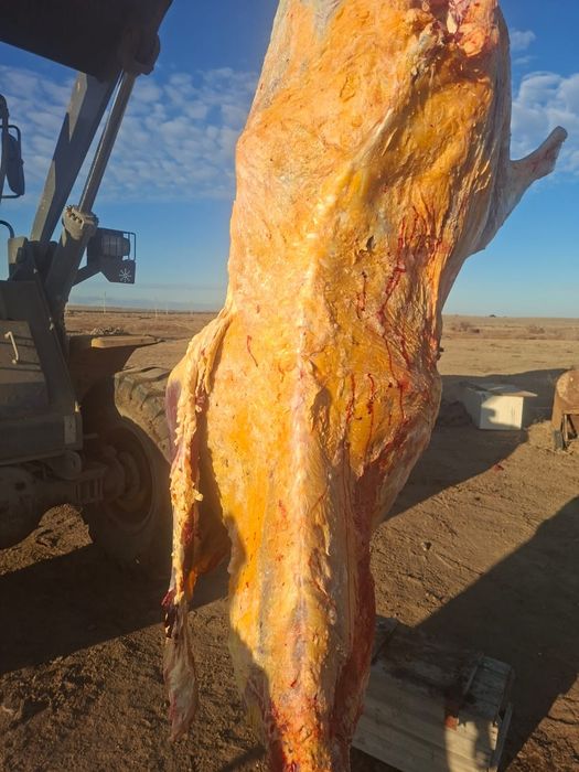 Семиз Ту сиыр 600 мын.