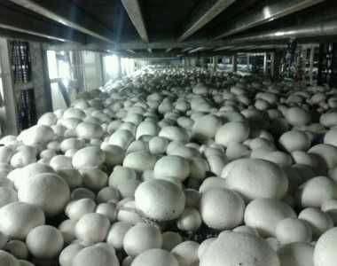 Miceliul de calitate superioară pentru ciuperci Champignon!