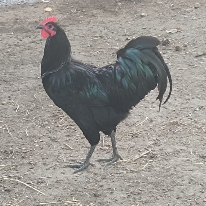 Vând cocoși rasa sussex și australorp