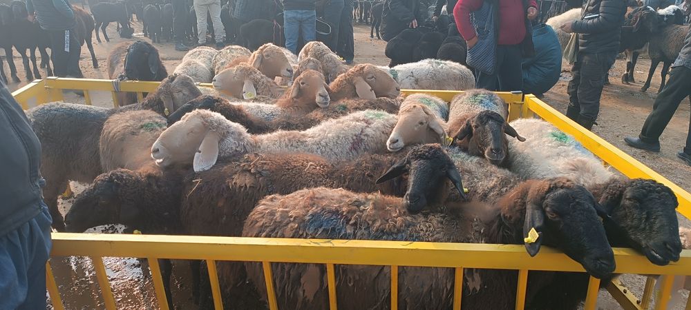 Киргиз Бишкек бугоз куйлар