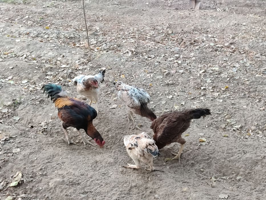 Dakan tovuqlar sotiladi