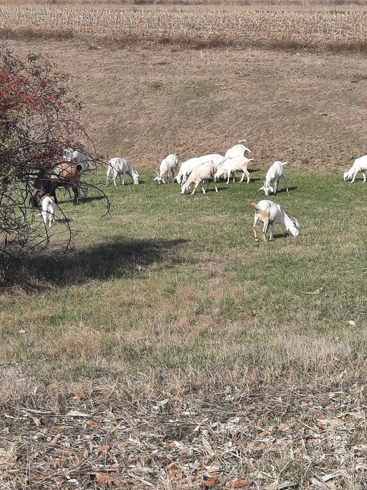 Capre metis saanen si tap anglonubian