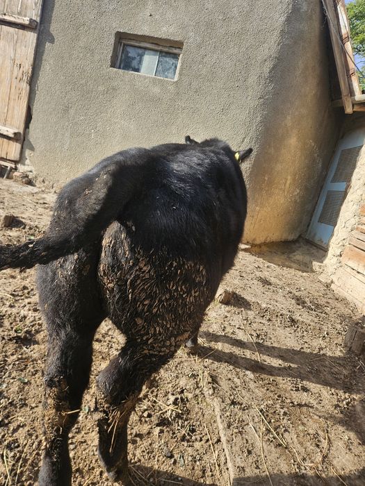 Vițel angus de vânzare