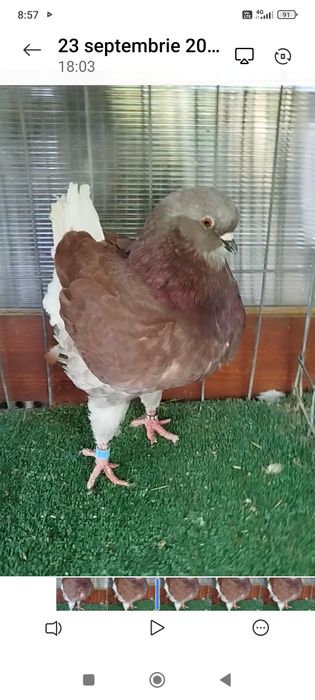 Porumbei king de vânzare