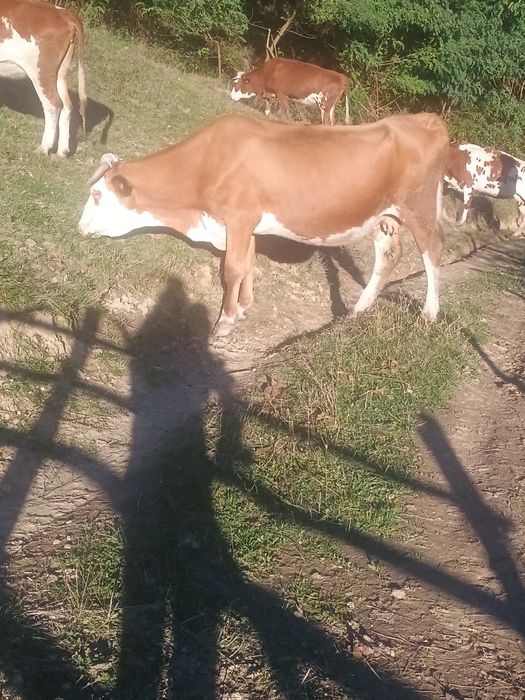 Vaci de vânzare, gestante