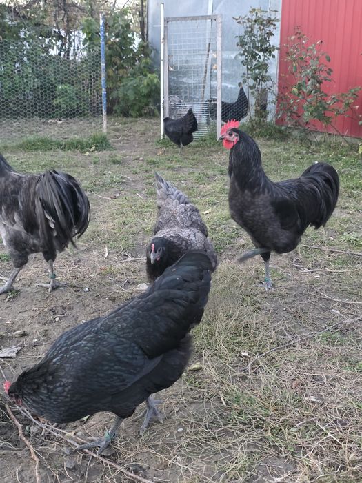 Cocosi Australorp