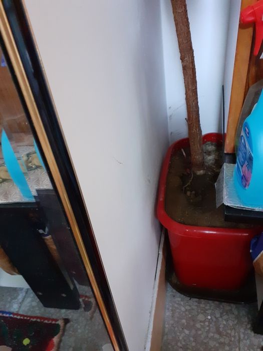 Ficus peste 2m,cu doua ramificații mari