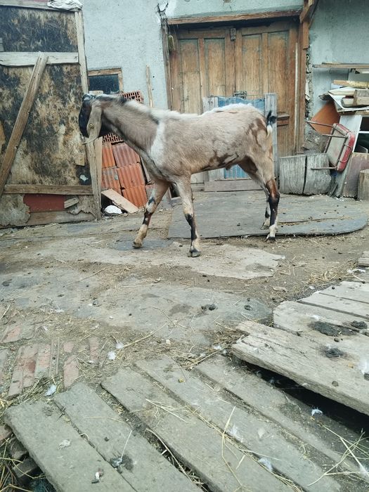 2 capre anglo nubian