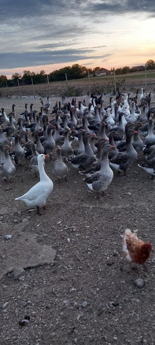 Vând gâște soi mare