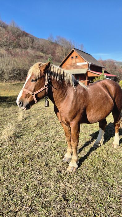 Armasar 2 ani , de vanzare