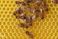 Beeswax, Bienenwax, cire d'abeille, cera obeja, cera d'api,