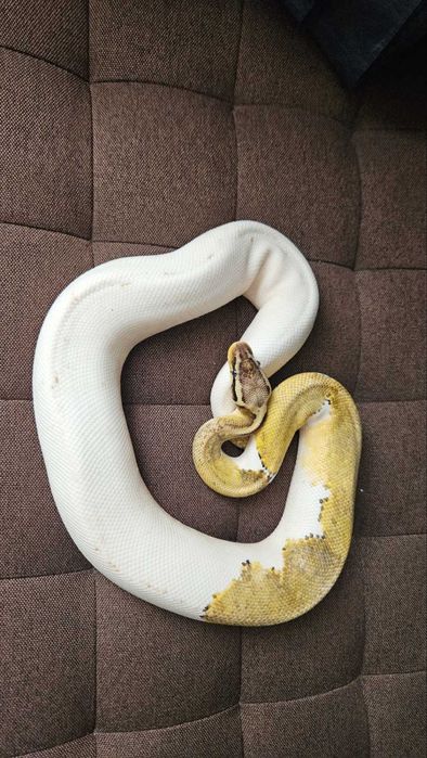 Кралски питон супер пастел пайд /змия