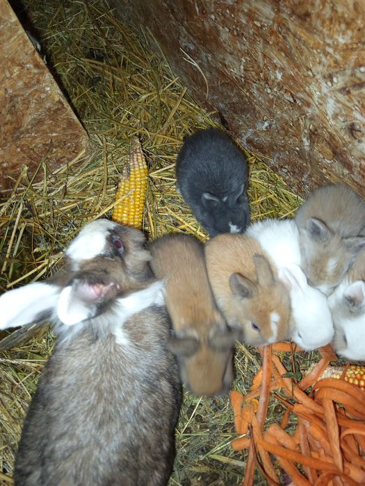 Pui de iepurași cap de leu - 50 lei