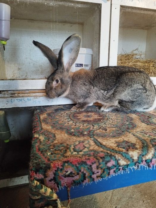 Femela uriaș german