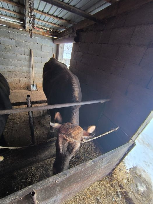 Продам корову Алатауской породы, первы отел, Всё вопросы по телефону