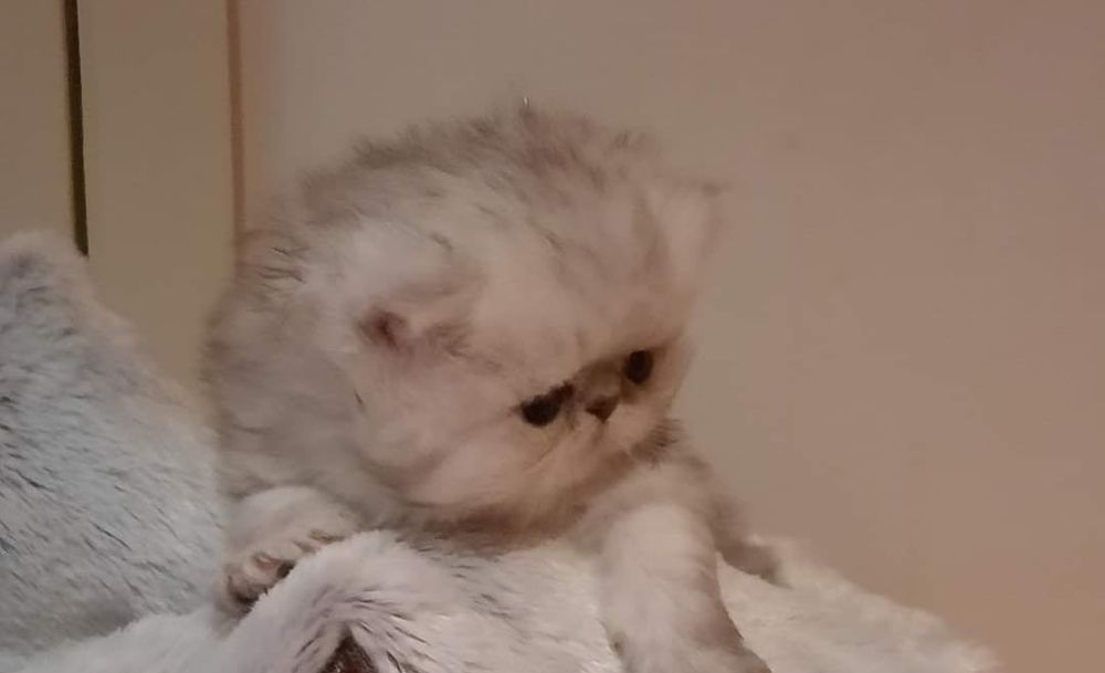 Persana chinchilla