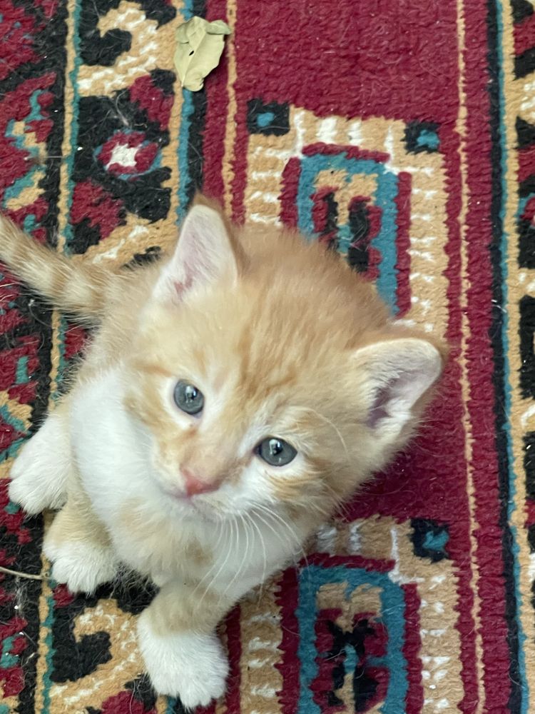 Отдам котят даром!!