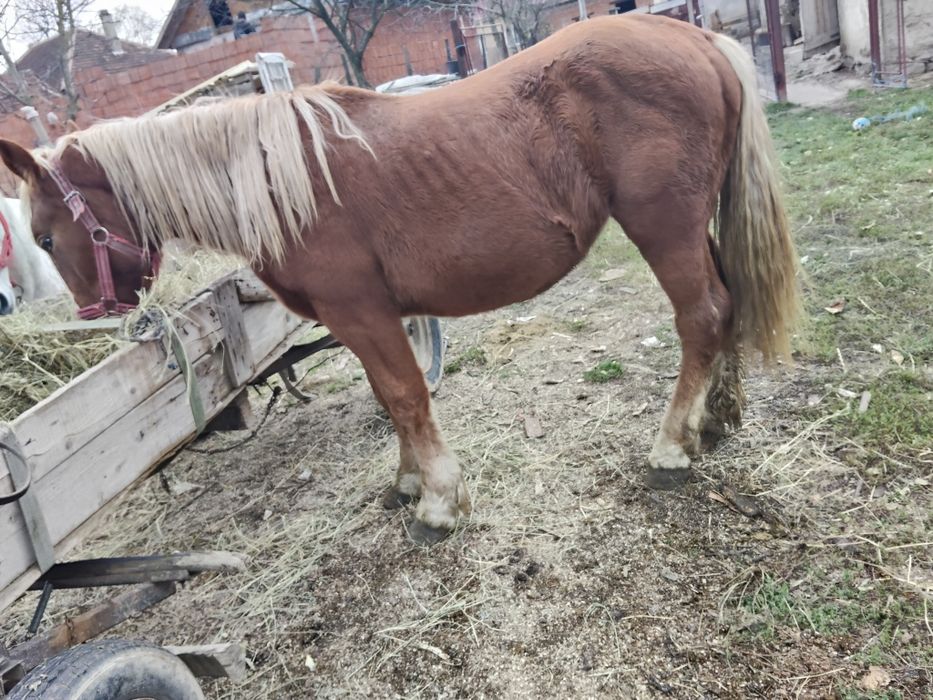 Vând mânză face doi ani în primăvara forme bun mai multe detalii la te