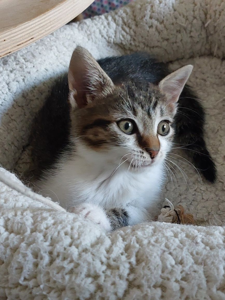 Crissy pisicuta jucausa si educata adoptie