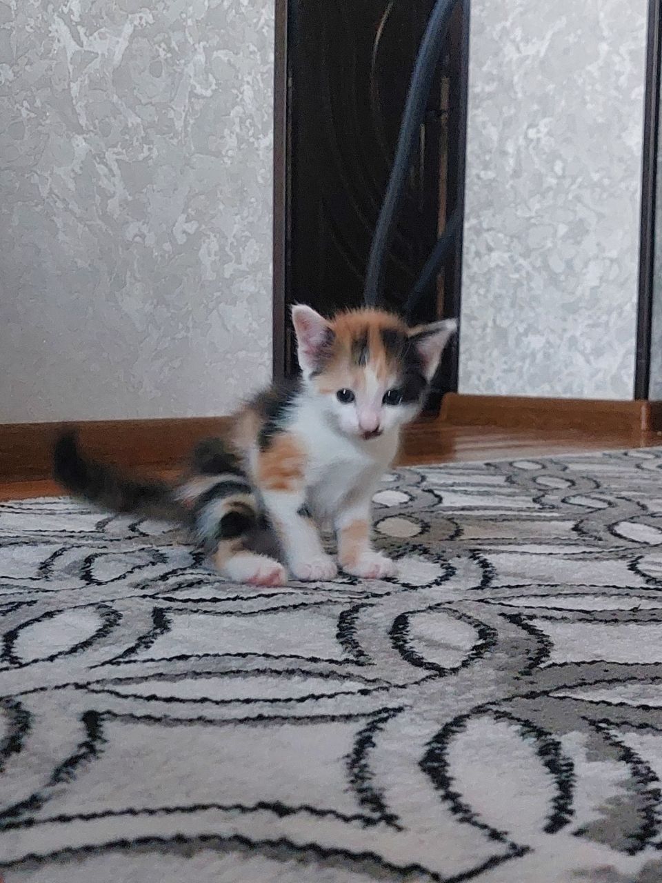 Кошка (девочка) отдам в хорошие руки